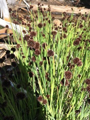 Juncus bolanderi