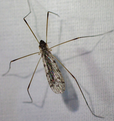 Rhipidia maculata
