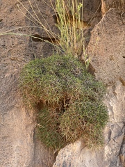 Eriogonum heermannii