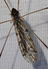 Rhipidia maculata