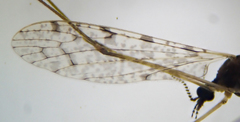 Rhipidia maculata