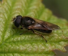 Cheilosia nebulosa