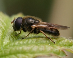 Cheilosia nebulosa