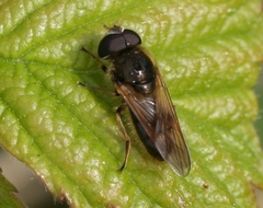 Cheilosia nebulosa