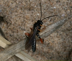Acaenitus dubitator