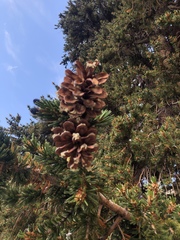 Pinus contorta murrayana