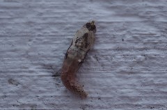 Ascia monuste orseis