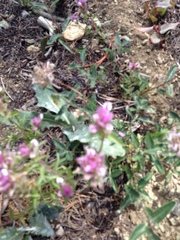 Orthocarpus cuspidatus