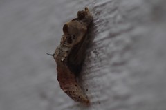 Ascia monuste orseis