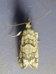 Epinotia subviridis