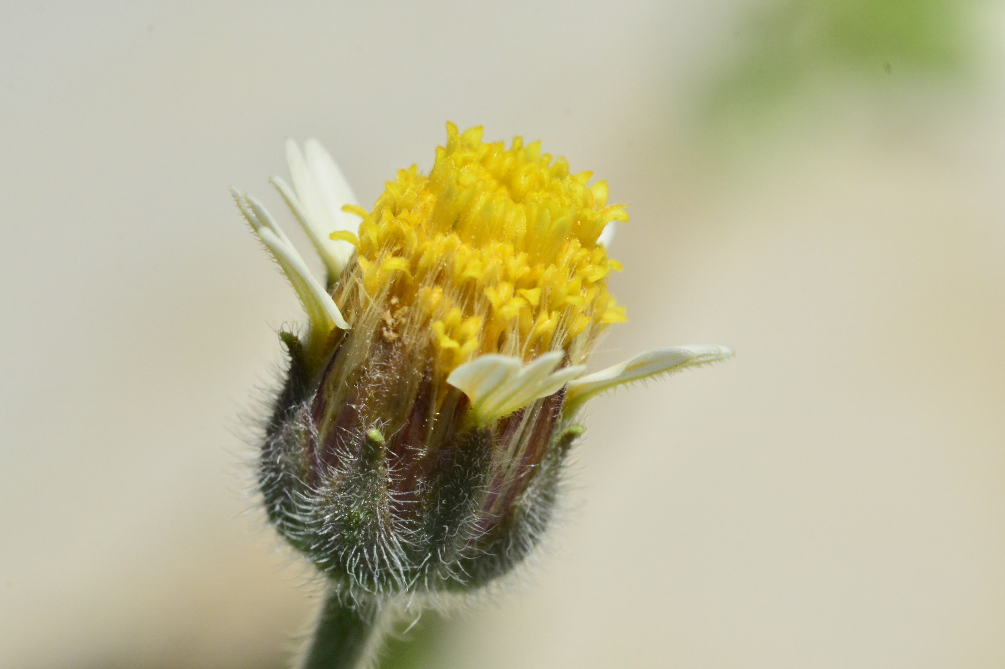 Tridax procumbens