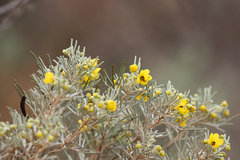 Senna artemisioides artemisioides