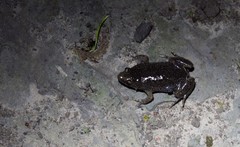 Elachistocleis bicolor