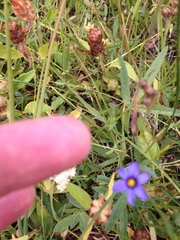 Sisyrinchium idahoense
