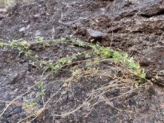 Maurandya antirrhiniflora