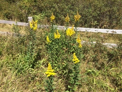 Solidago lepida salebrosa