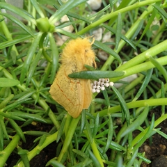 Chrysopsyche imparilis