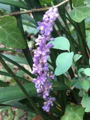 Liriope muscari