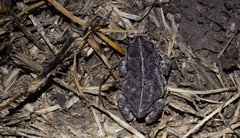 Rhinella major
