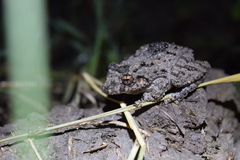 Scinax acuminatus