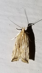 Helcystogramma hystricella