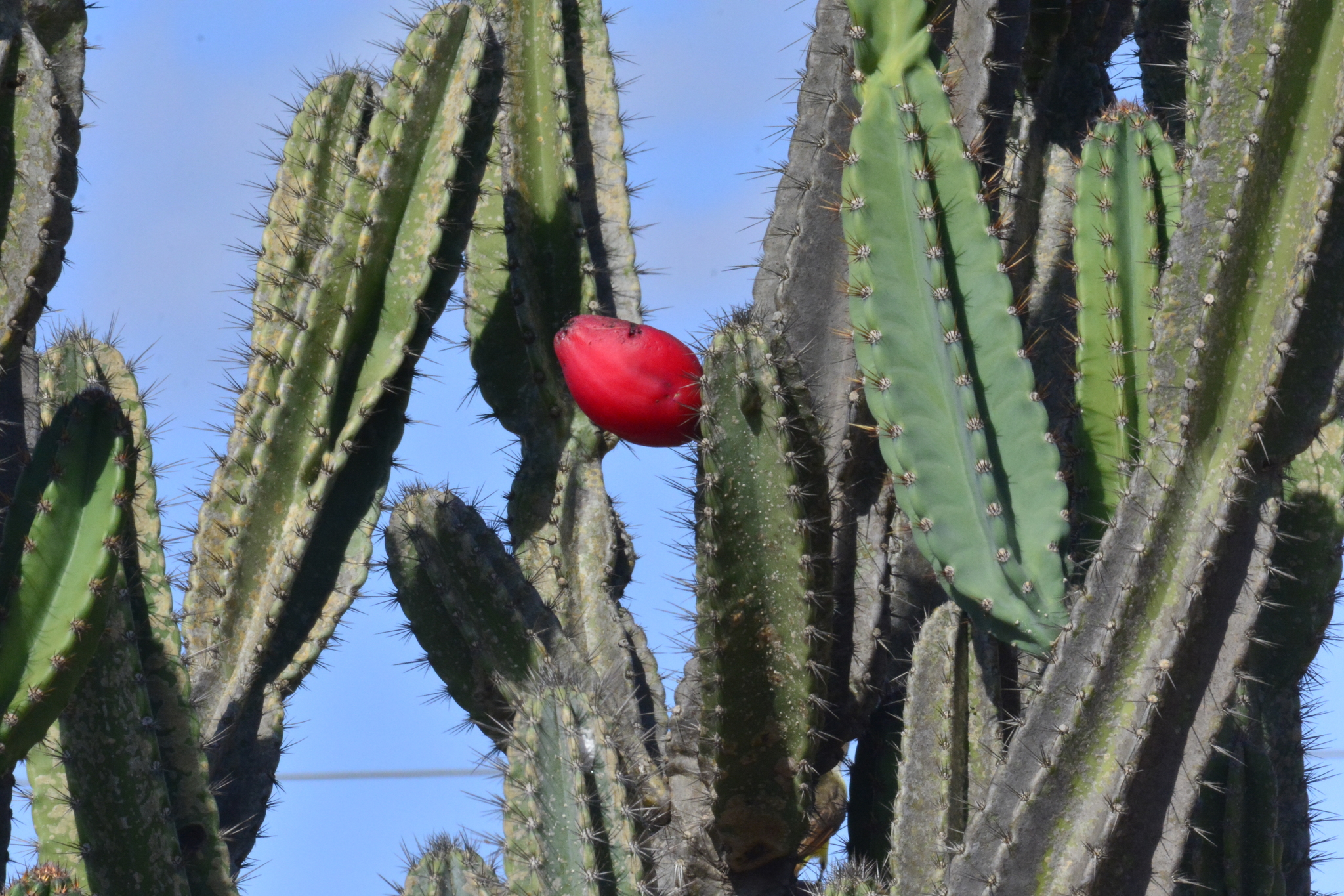 Cereus jamacaru