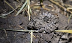 Scinax acuminatus