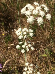 Perideridia gairdneri