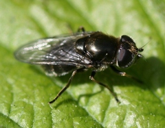Cheilosia proxima