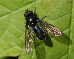 Cheilosia variabilis