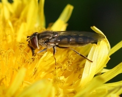 Platycheirus manicatus