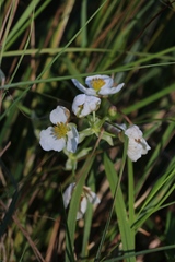 Sagittaria brevirostra