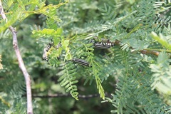 Epicauta atrivittata