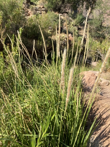 California satintail (Imperata brevifolia)