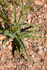 Frasera albomarginata