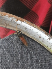 Urocerus californicus