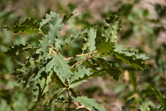 Quercus welshii