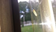 Photinus marginellus
