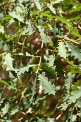 Quercus welshii