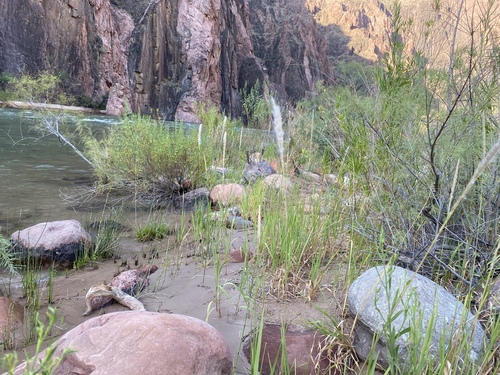 California satintail (Imperata brevifolia)