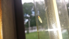 Photinus marginellus