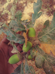 Quercus × eplingii