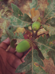Quercus × eplingii