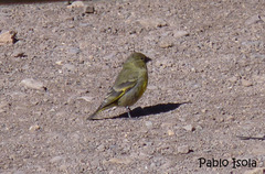 Spinus crassirostris