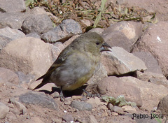 Spinus crassirostris