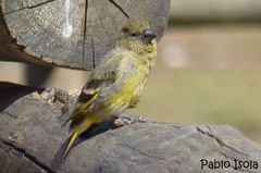 Spinus crassirostris