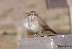 Upucerthia dumetaria