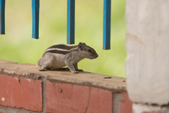 Funambulus pennantii
