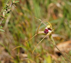 Caladenia dilatata