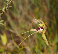 Caladenia dilatata